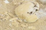 Fossil Crab (Potamon) Preserved in Travertine - Turkey #230636-2